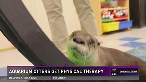 River otters at Downtown Aquarium get physical therapy