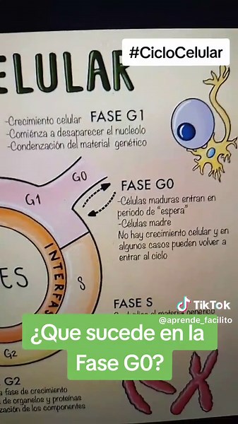 Ciclo Celular: ¿Qué es la Fase G0?