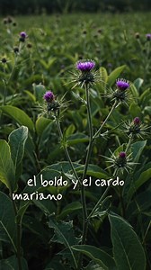 🌿 Extracto de Boldo Cardo Mariano – SHELÓ NABEL Un Dúo fabuloso para cuidar tu vesícula e hígado. ✅ Principales beneficios: • Apoyo al hígado y la vesícula biliar: favorece la desintoxicación natural del organismo. • Digestión más ligera: ayuda en casos de indigestión, inflamación abdominal o malestar después de comidas pesadas. • Acción depurativa: contribuye a eliminar toxinas y mejorar el metabolismo. • Protección hepática: el cardo mariano contiene silimarina, reconocida por su efecto antio