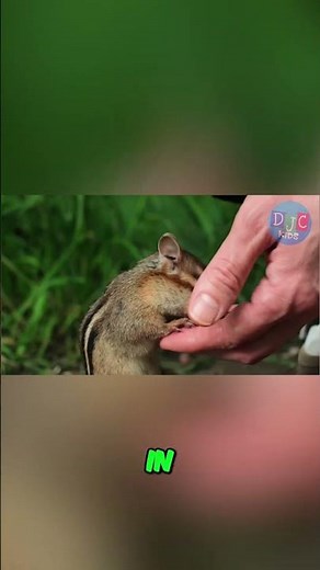 Chipmunks' Winter Secret: Hibernation Heartbeats #shorts