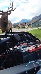 A Colorado man had a close encounter with an angry bull elk while fixing his truck in Estes Park. #elk #bullelk #wildlife #estes #estespark #colorado #animals | AccuWeather
