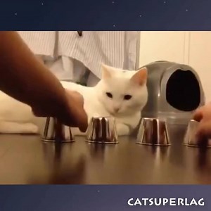 Amazing kitten 😍 | Cat Super LAG
