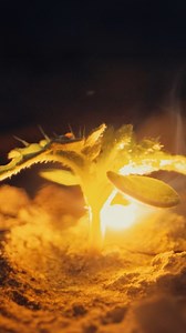 The LaserWeeder G2 600 can kill 450,000 weeds/hour with sub-millimeter precision, doing the work of a 100 person hand crew. LaserWeeders are already helping farmers cut weed control costs and increase crop yields in over 100 crops across 12 countries. Now available in multiple sizes to fit more farms and budgets. | Carbon Robotics LaserWeeder