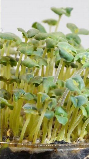 "Mesmerizing Chia Seeds Growing | Stunning Macro Timelapse" #food #chia #shorts