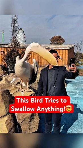 This Bird Tries to Swallow Anything