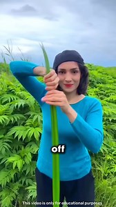 Toy Created From Wild Tree Leaves 😯 | History Facts