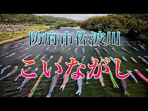 【水中鯉のぼり】山口県防府市 佐波川こいながし【4K】