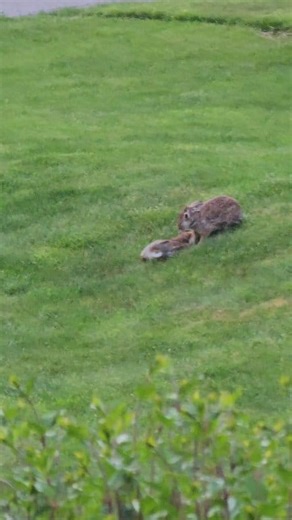 What are these rabbits doing? 🐇🤣 #rabbit #rabbits #nature #wildlife #bunny #bunnies #rabbitlove | Ray Petelin Weather
