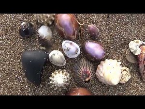 ん十年ぶり？に砂浜で貝殻拾いしませんか？のんびりと打ち上げられている貝を拾い集めるもの楽しいもの。ビーチは散策するだけで心が晴れ晴れとします。カップル、親子、もしくはおひとりでいかが？