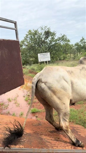 Hilarious Bloopers Moment: Unexpected Slip and Fall