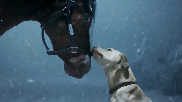 Dog in Budweiser Super Bowl ad belongs to Goldie Hawn, Kurt Russell