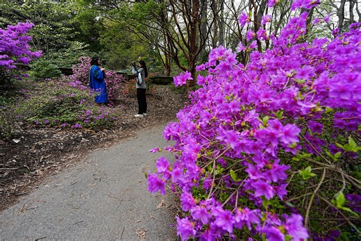 New York's best flower festivals to visit this spring