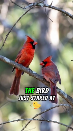 19K views · 1.2K reactions | “The Cardinal at Her Window” #cardinal #cardinalbird #redcardinal #cardinalmeaning #cardinalstory | Cardinal fans page | Facebook
