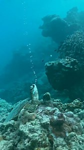 2.3K views · 53 reactions | Can you guess why this turtle is blowing...