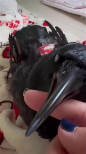 What color is the inside of a crow's mouth? Rabi the crow shows off his gentle side♪ Photo taken ...