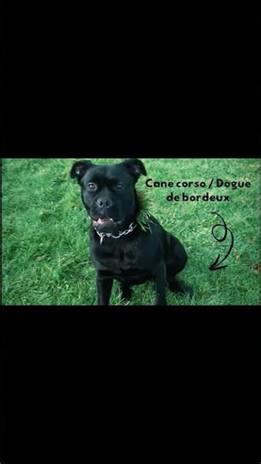 What happens when a Cane corso meets Dogue de Bordeaux 🐶