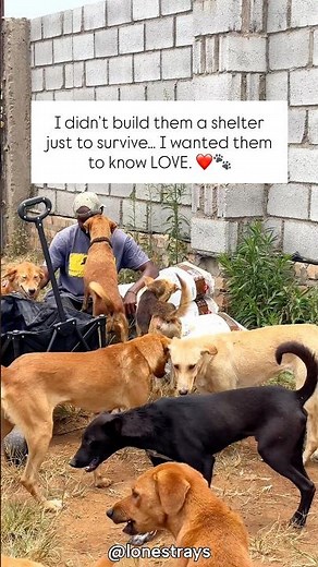 Why I can't give up on these 54 dogs. #rescue #dogs