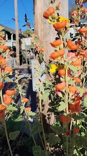 4.4K views · 153 reactions | Native Plant Week starts Saturday -- tomorrow! Did you know that #California has more than 6,000 types of plants? From the majestic giant sequoia to the tiniest wildflowers, we’re celebrating with eight days of action. Follow along as we reveal one specific action a day at https://bit.ly/npw23-f #CANativePlantWeek Globemallow (Sphaeralcea sp.) and Native Plants Live Here sign; Video: Elizabeth Kubey | California Native Plant Society | Facebook