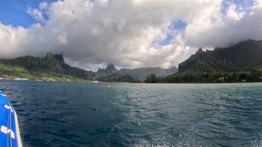 *Swimming with Humpbacks-Moorea 10:25