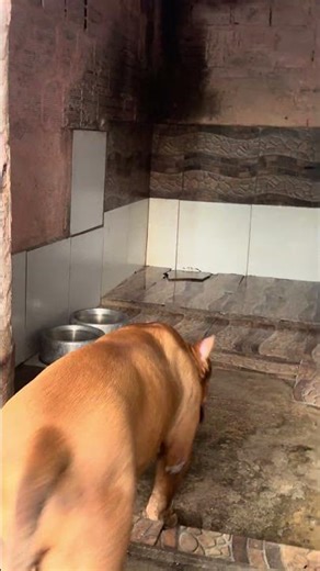 Pitbull Monster🔥 #pitmonsters