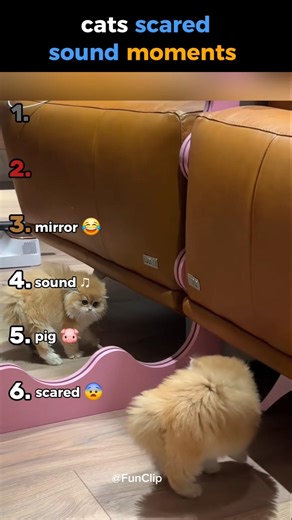 cats scared sound moments #ranking #funny #funnyanimals #catshorts #catsound