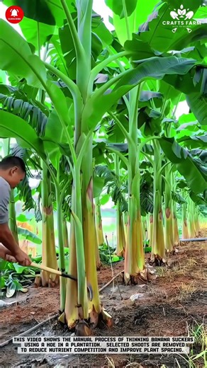 Banana Sucker Removal: Improving Plant Focus and Yield Management