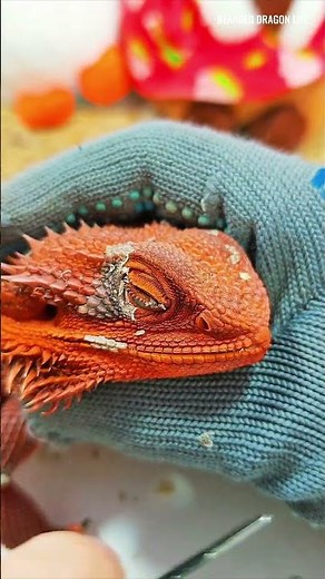 Helping My Bearded Dragon Remove Dry Eye Shed #beardeddragon #lizard #shedding #reptiles