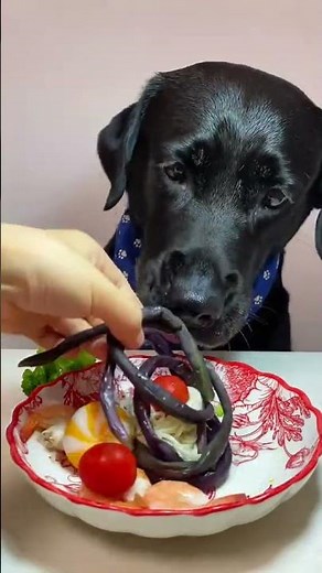Top Dog Nutritionist Shares BEST Food for a HEALTHY and HAPPY Dog