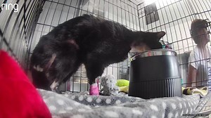 Lee managed to get him up and eating, he has now gone back to sleep | The Ginger Cat House Rescue, Refuge and Rehome centre. Surrey UK