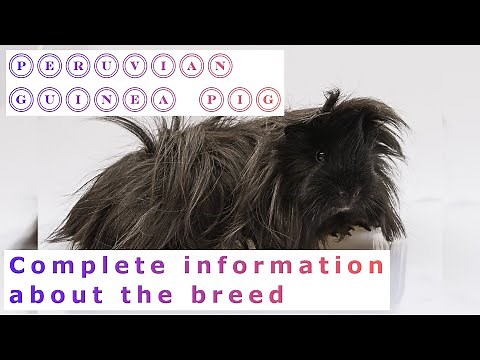Peruvian Guinea Pig. Pros and Cons, Price, How to choose, Facts, Care, History