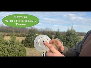 How to Use White Pine Weevil Traps | Timing, Setup & Tree Protection Tips