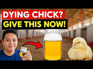 One Spoon of This Can Save Any Dying Chick | Life-Saving Formula