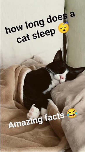 how long does a cat sleep 😋