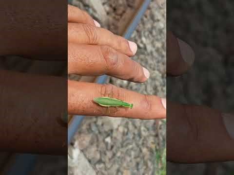 Rail line cutting || part of rail line welding