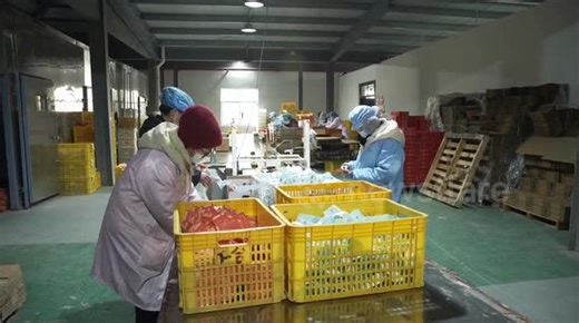 China: China's persimmon industry sweetens global markets with innovation