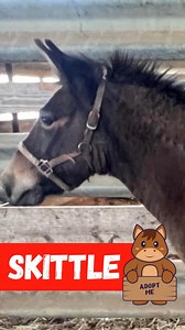 8.6K views · 398 reactions | Meet the Equine of the Day! For more...