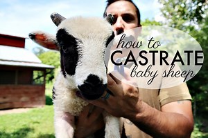 How to Castrate Sheep - The Paleo Mama
