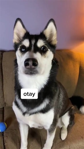 20K views · 1K reactions | of course she blamed me for slipping  | Maya Husky | Facebook