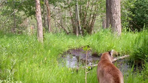 Mountain Lion Visits Spring In Front Range Mountains In Colorado, USA and Drinks Water From It