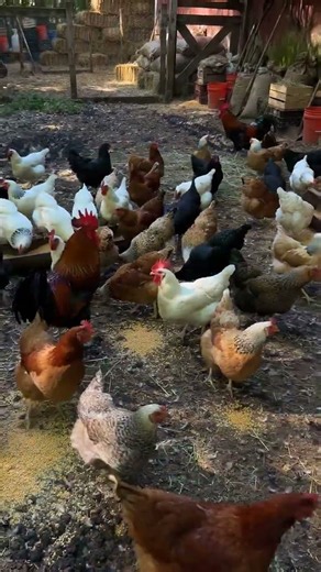 Flock of Chickens Clucking Together - Chicken Flock Sounds | No Music, No Talking