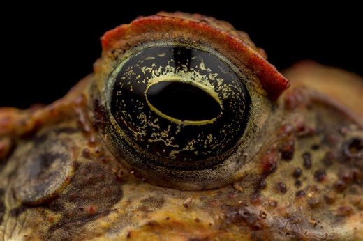 It’s one of the most destructive and deadly animals on earth – meet the highly toxic ‘toadzilla’ | Discover Wildlife