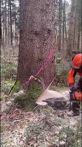. . . . . #logger #logging #chainsaw #arborist #stihl #treework #treelife #treecutting #loggers #stihlchainsaw #husqvarna #arblife #treecare #loggerlife #treesurgeon #forestry #treefelling #arboristlife #treeclimber #treeclimbing #treeservice #treeremoval #lumberjack #timberfaller #arboriculture #arboristsofinstagram #arborists #axe #treeworker #forest | Anne Wood