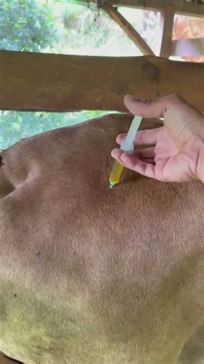 Vitamin B Complex injections in Limousin cattle cause a lack of appetite #shots #cow