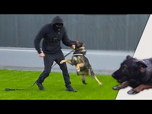 German Shepherd Protects The Family | Ep2