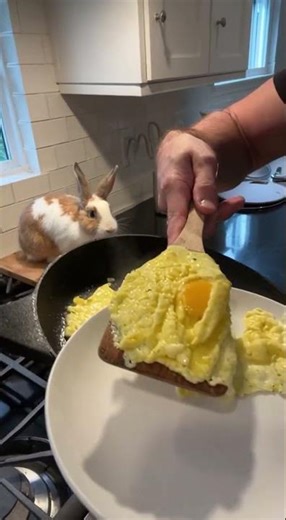 Rabbit cooking #viral