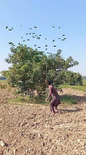 5.3K views | Hunting For Partridge 廉 #hunting #farming #birds #partridgehunting | STR Hunter | Facebook