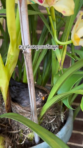 620K views · 36K reactions | Happy bird ឥឡូវលែងខ្លាចហើយអ្នក #love #care #warm #birdlovers #fblifestyle | Adventures of Me | Facebook