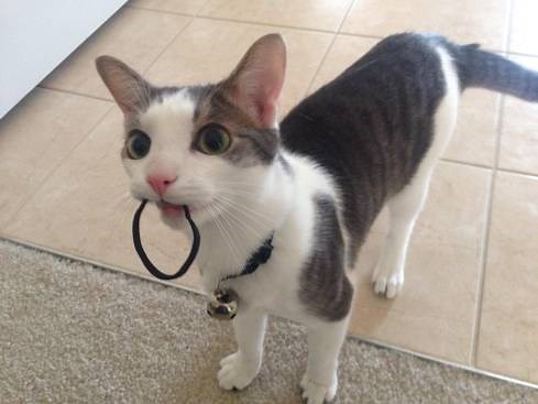 My Cat Ate a Hair Tie What Should I Do? (Reviewed by Vet) | Our Fit Pets