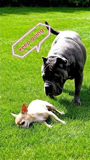 Chihuahua Ran 2 Meters… Then Died Inside 😂