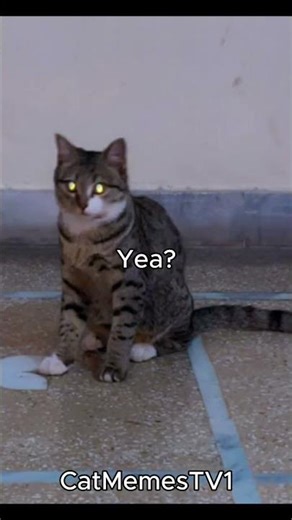 Typewriter lesson (Very heartbreaking) #cat #memes